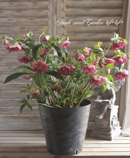 ㉖-429クリスマスローズ クリスマスローズ開花株 DDグロッシーカラー☆グロスレッド 140 現品