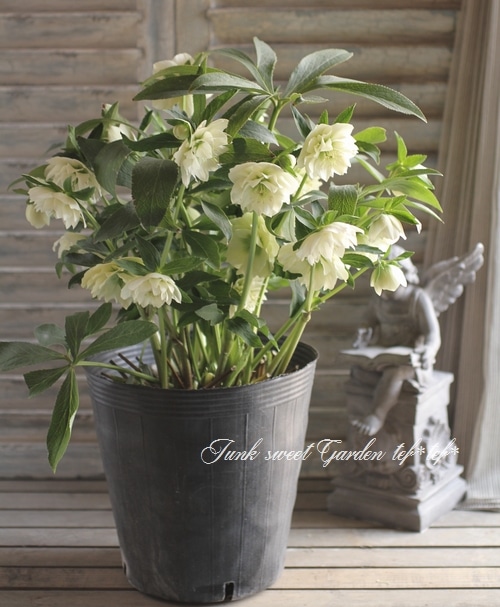 クリスマスローズ開花 クリスマスローズ開花株 SDグロッシーカラー☆グロスパープルレッドピ