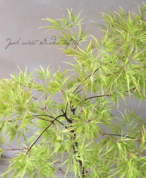 モミジ 楓 -カエデ- 『青枝垂れ -アオシダレ-』 | すべての商品