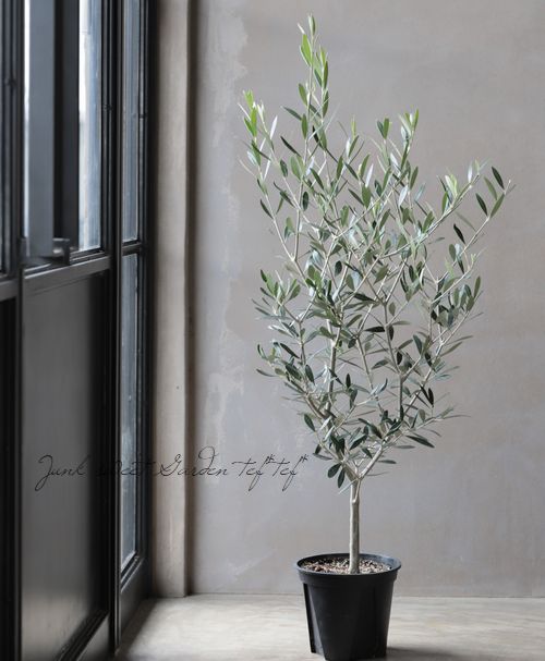 オリーブ 『エルグレコ』 | すべての商品 | | Junk sweet Garden tef*tef*