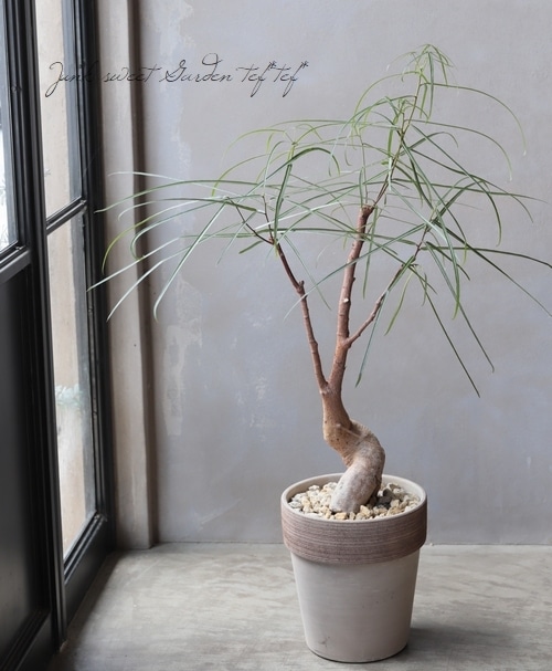 観葉植物】ブラキキトン・ルペストリス 『ボトルツリー×ココア色の