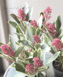 Flower Species,スキミア | Junk sweet Garden tef*tef*