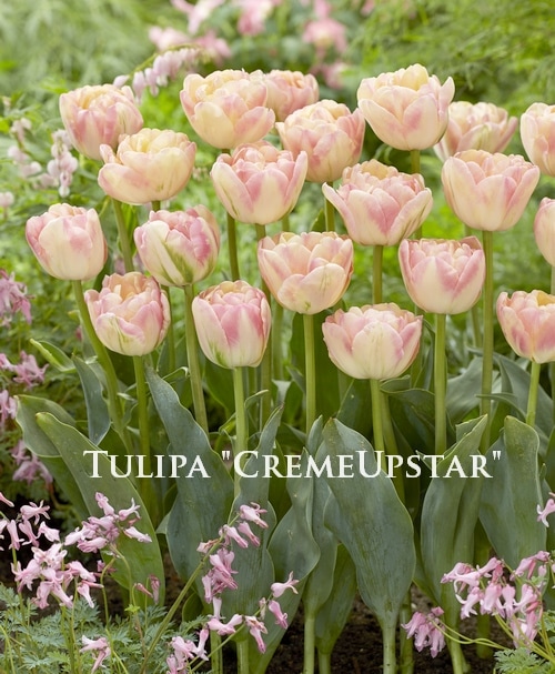 球根】 八重咲きチューリップ 『クリームアップスター』 遅咲き | 球根