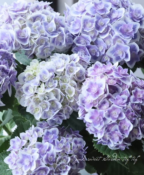 紫陽花 『鏡花水月』 （キョウカスイゲツ）八重咲き | すべての商品