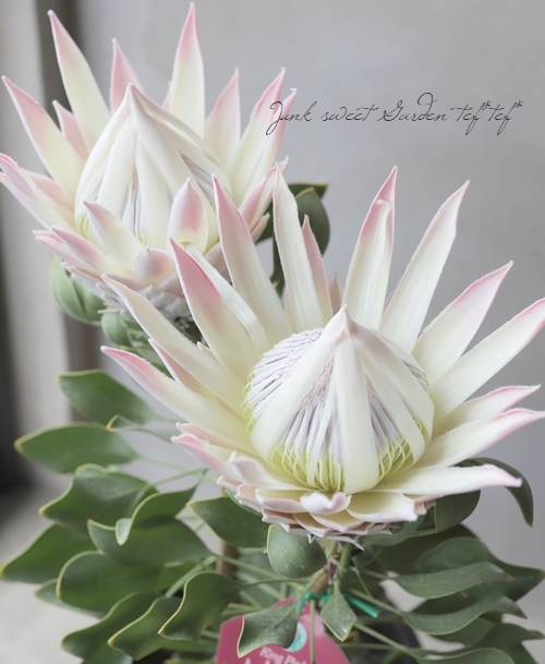 キングプロテア・シナロイデス 『キングピンク -King pink