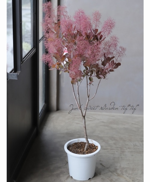 スモークツリー 『レッド』 【53】 | すべての商品 | | Junk sweet