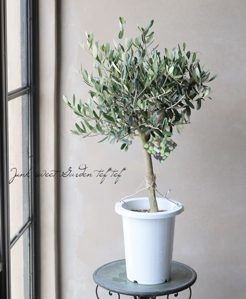 オリーブ 『ルッカ』 樹形良し！良株！ 盆栽屋soujuさん トピアリー