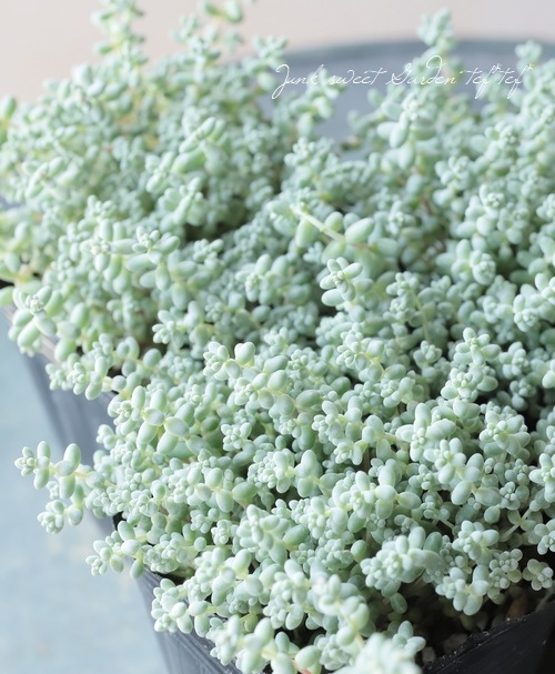 多肉植物】セダム・ブレビフォリウム 『そよ風の天使』 | すべての商品