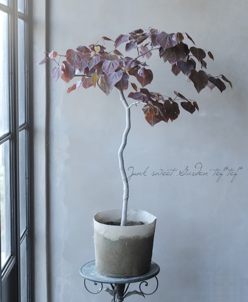 アメリカハナズオウ 『ルビーフォールズ』 | すべての商品 | | Junk