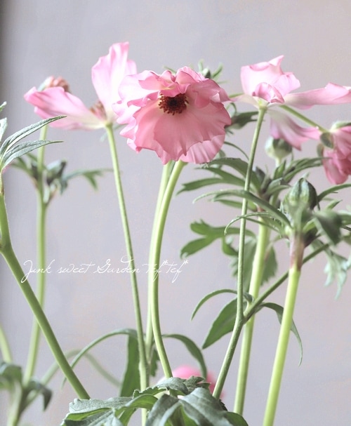 綾園芸さんのラナンキュラス ラックスシリーズ 『イーシス』 | すべて