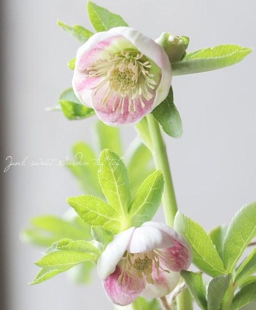 大和園】 クリスマスローズ 『パステリッシュストレイン』 | すべての