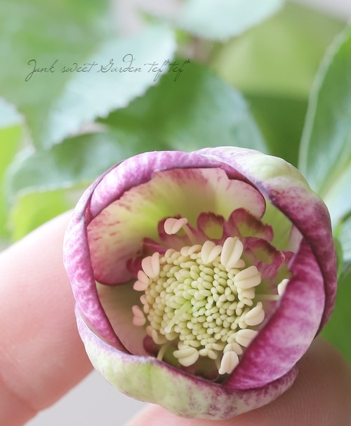 大和園】 クリスマスローズ 『セミダブルピコティ・カップ咲き』 【No