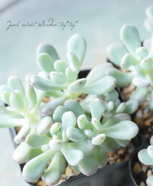 多肉植物】 『コミックトム 2』 セダム属 | すべての商品 | | Junk