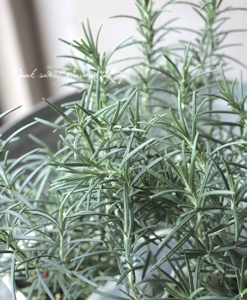 ハーブ】 立ち性ローズマリー 『ミスジェサップ』 スカイブルー花