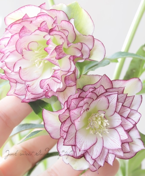 クリスマスローズ 『川久保交配・超多弁ダブル』 【No.N】 | すべての