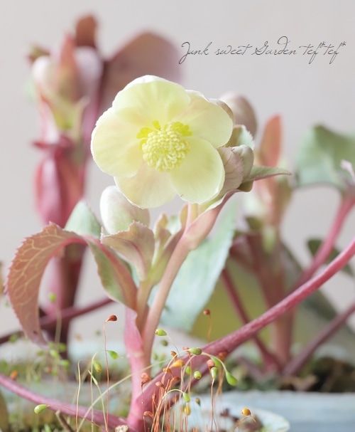 松村園芸・カラーリーフのクリスマスローズ 『Fタイプ』 | すべての