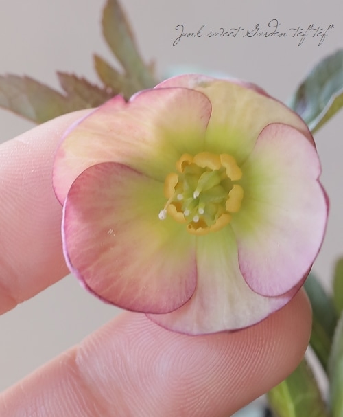 横山園芸・育種生産】 小輪多花性クリスマスローズ 『プチドール