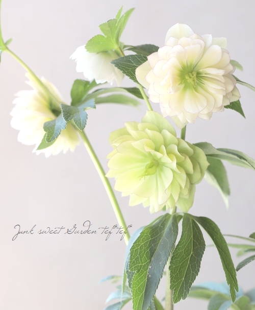 横山園芸・育種生産】 ダブル多弁咲きクリスマスローズ 『プリマドレス