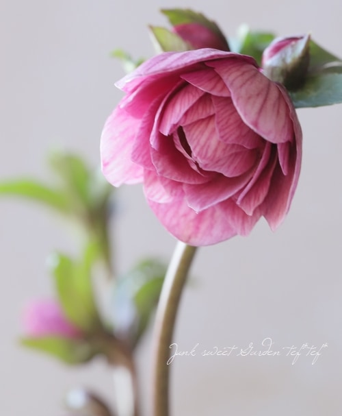 大和園】 クリスマスローズ 『ダブルピンク』 2024 【No.6】 | すべて