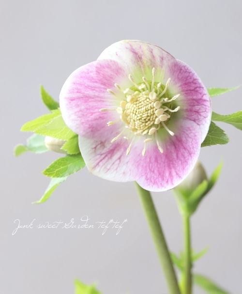 大和園】 クリスマスローズ 『パステリッシュストレイン』 2024 【No