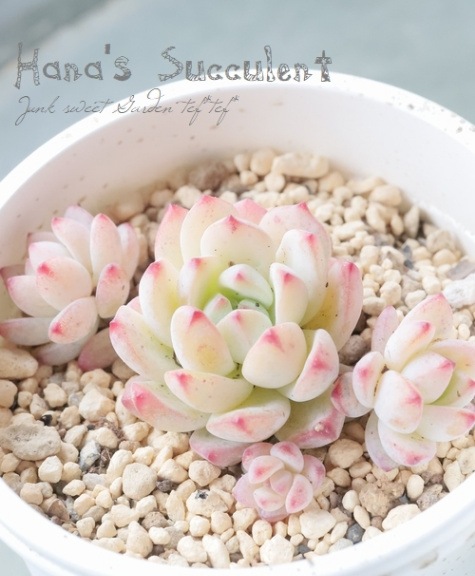 多肉植物】 エケベリア 『キャラメルスプライト』 【はなちゃんの多肉