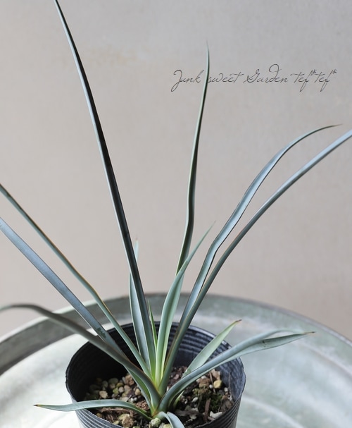 ユッカ 『ペリクローサ-periculosa-』 | すべての商品 | | Junk sweet