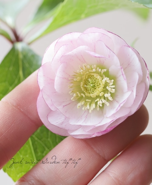 平田さん】 クリスマスローズ 『小輪ダブル』 2025【no.21】 | すべて