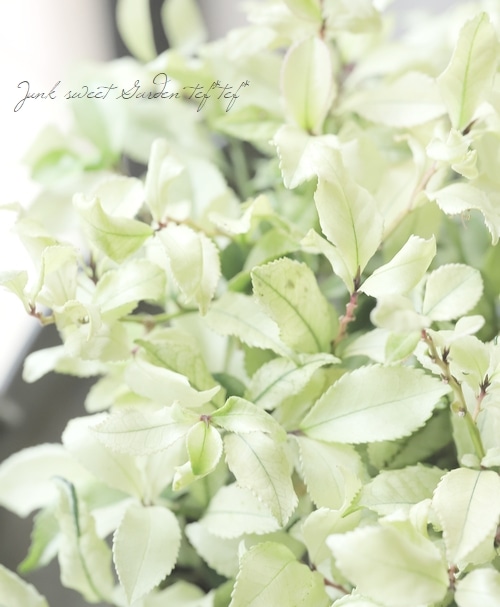 ヒサカキ 『白天 -はくてん-』 | すべての商品 | | Junk sweet Garden