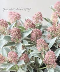 Flower Species,スキミア | Junk sweet Garden tef*tef*