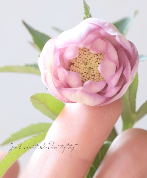 大和園】 クリスマスローズ 『カップ咲きピンクダブル』 2026【C