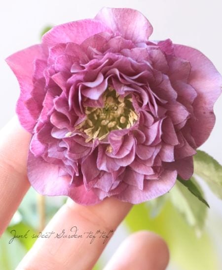 下原園芸・クリスマスローズ 『超多弁ダブル』 2026【No.14】 | すべて