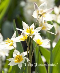 球根】 原種系ワイルドチューリップ 『レディージェーン』 | 球根