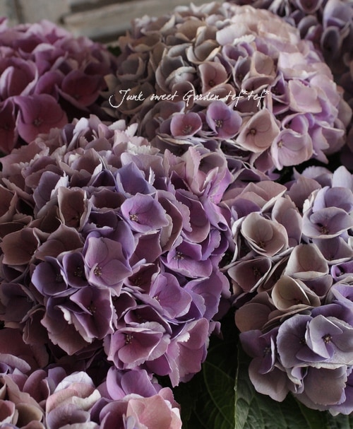 紫陽花　美品 紫陽花 