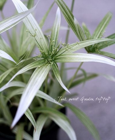 シペラスメイウィンド苗 シペラス<BR>『メイウィンド'』 | すべての商品 | | Junk sweet Garden