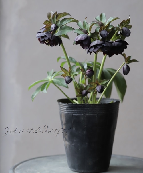 クリスマスローズ 『ブラックダブル-Midnight Fairy-）』 【No.Z