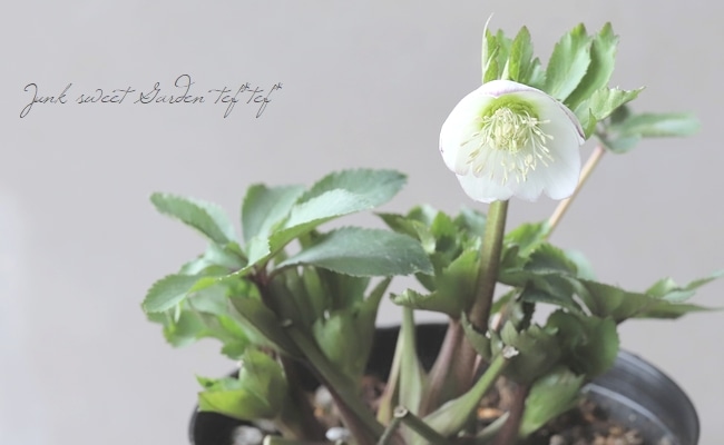 大和園】 クリスマスローズ 『小輪シングルピコティ』 【No.16