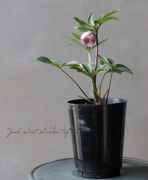 クリスマスローズ 『ピンクセミダブルスポットカップ咲き』【No.A