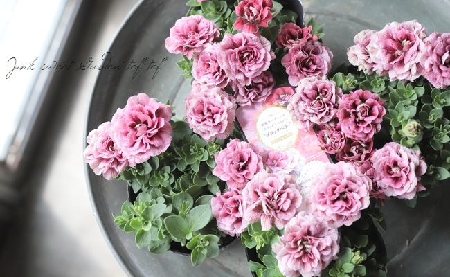 花日和さんオリジナル】 八重咲きペチュニア ・ホイップマカロン