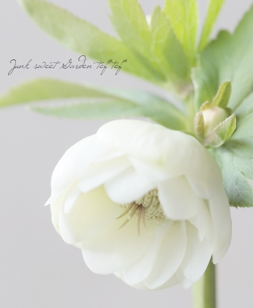 大和園】 クリスマスローズ 『ホワイトダブルカップ咲き』 2026【D