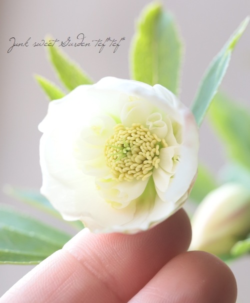 大和園】 クリスマスローズ 『ほんのりピンク・ホワイトセミダブル