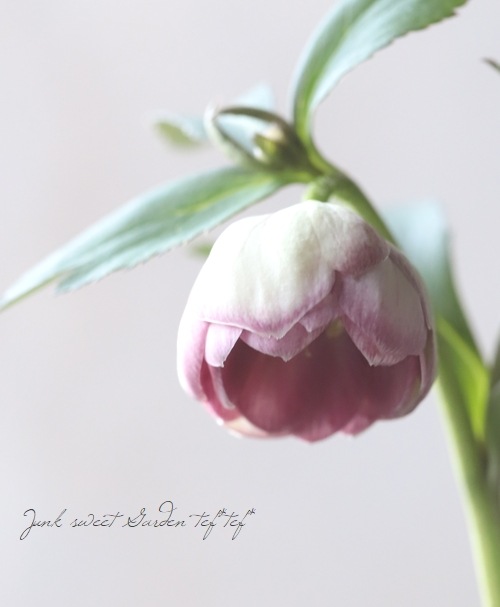 大和園】 クリスマスローズ 『リバーシブルピンクダブルカップ咲き