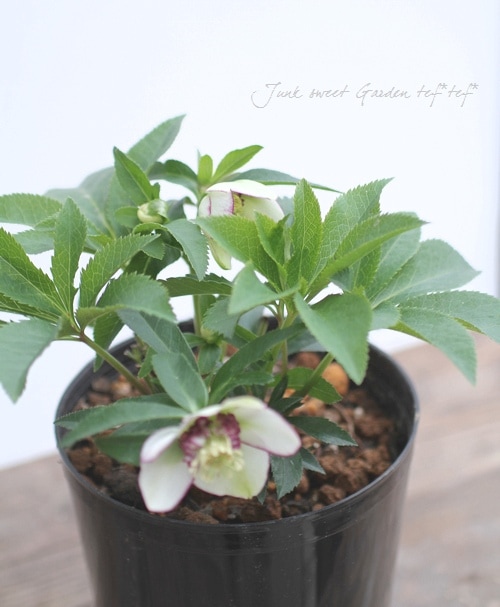 4655 整形オフホワイトセミダブルクリスマスローズ　開花株 大和園・佐藤さん作出<BR>クリスマスローズ・開花株！5号鉢<BR