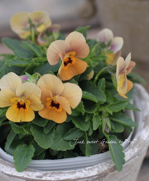 ハンドメイド　ビオラ 八重咲き】 北島園芸さんのビオラ 『ふんわりフリル』 3.5寸POT