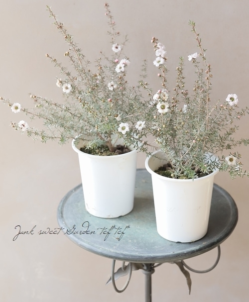 八重咲き 『白花ギョリュウバイ』 | すべての商品 | | Junk sweet