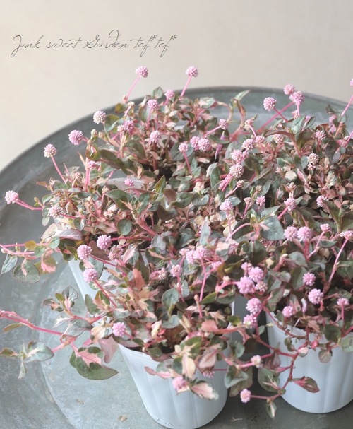 斑入りポリゴナム 『ちぇりーぽっぷす』 | すべての商品 | | Junk