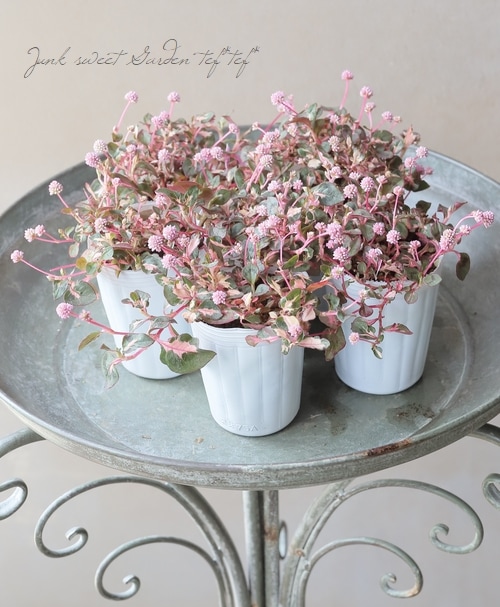 斑入りポリゴナム 『ちぇりーぽっぷす』 | すべての商品 | | Junk