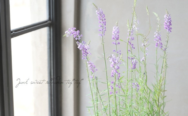 宿根リナリア・姫金魚草 『プルプレア・ブルー』 | すべての商品