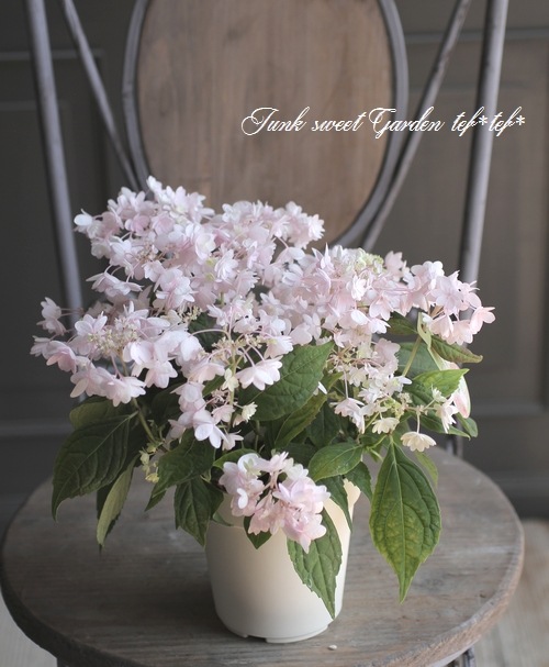 吉岡麗子さん】 山紫陽花 『 綾 ピンク』 | Flower Species,アジサイ