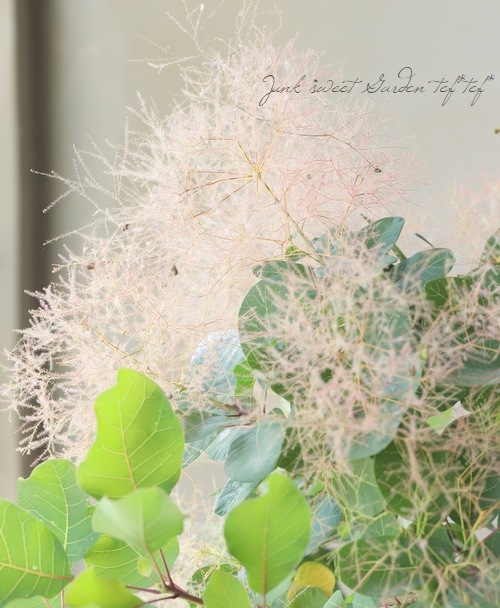 スモークツリー 『ベストピンク』 2024 【No.4】 | すべての商品