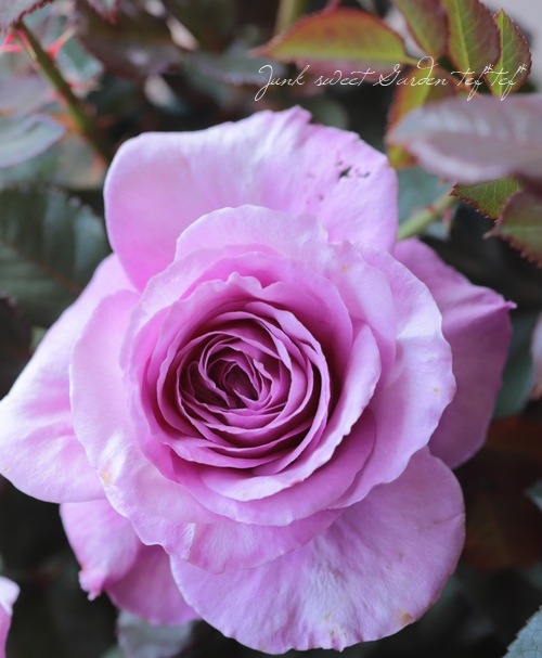 バラ苗 『アワーラストサマー』 香る！ | すべての商品 | | Junk sweet